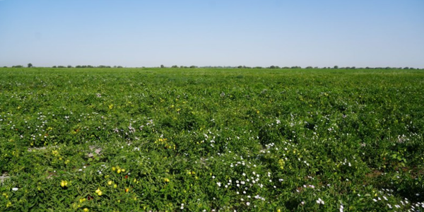 Выращивание томатов «Хайнс», «Талант» и «Бленд» в Кыргызстане. Фото: Минсельхоз. 