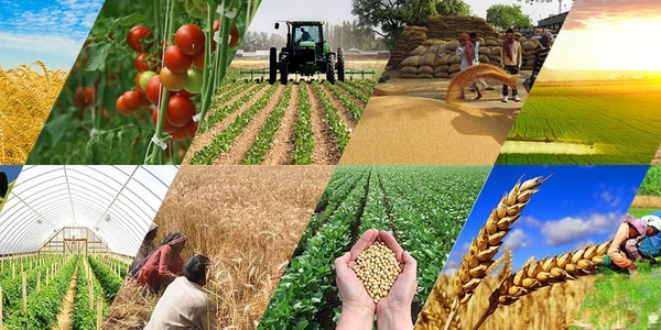 На развитие сельского хозяйства по проекту «ФСХ-13» выдано льготных кредитов на 3.57 млрд сомов изображение публикации