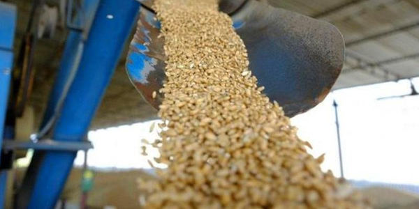 В Иссык-Кульской области обработали зернохранилища и сады для защиты урожая от вредителей изображение публикации