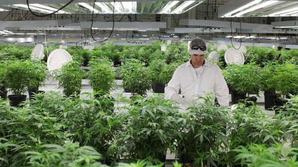 Итальянская компания планирует выращивать промышленную коноплю в Казахстане изображение публикации