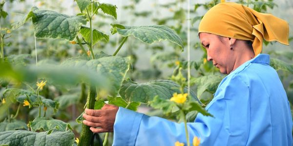 По проекту «ФСХ – 13» фермерам выдано кредитов на 3.6 млрд сомов изображение публикации