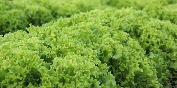 На посту «Ак Жол» выявили нарушения при ввозе свыше 600 кг салата изображение публикации