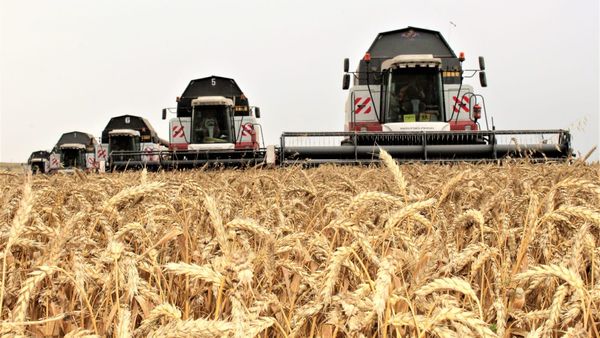 В Кыргызстане убрано 13% посевов зерновых – сбор выше прошлогоднего изображение публикации