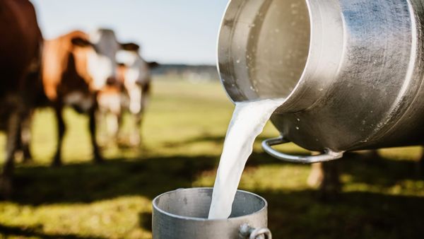 Молокозаводы Иссык-Куля будут закупать сырье по 33-38 сомов – Госантимонополия утвердила цены изображение публикации