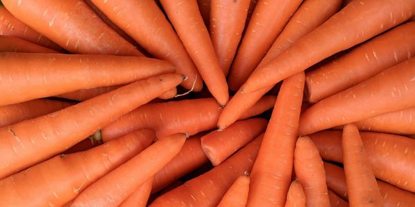 В Чуйской области расширили посевы моркови для стабилизации цен и второго урожая изображение публикации