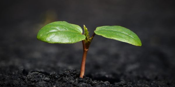 Кыргызстан сократил импорт саженцев почти вдвое, увеличив собственное производство изображение публикации