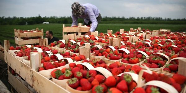 Кыргызстанцам напомнили о возможностях приложения Migrant.kg для трудовых мигрантов изображение публикации