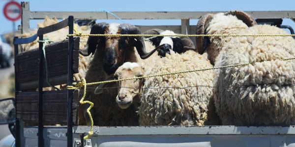 В Кыргызстане на полгода запретили вывоз крупного рогатого скота, лошадей, овец и коз изображение публикации