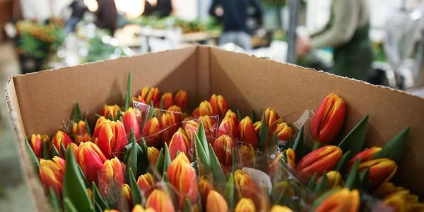 Кыргызстан направил ноты в Нидерланды и Китай из-за нарушений фитосанитарных требований изображение публикации