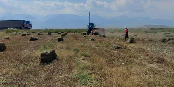 Осадки в Нарынской области снизили цену на сено — аграрии завершают заготовку кормов изображение публикации