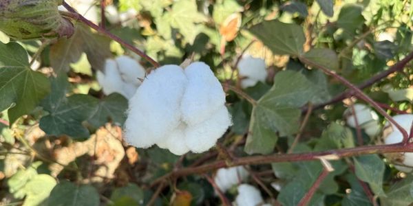 В Кара-Суу прогнозируют высокий урожай хлопка в 2025 году изображение публикации