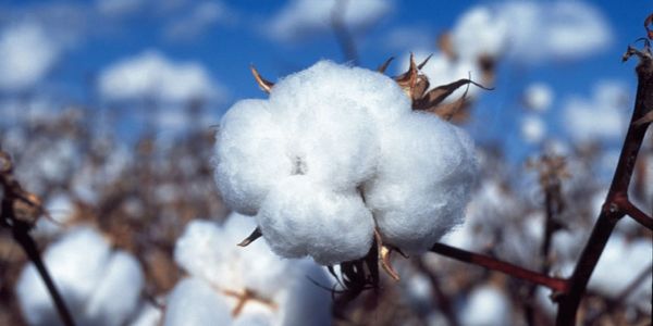 В КР не пропустили 25 тонн груза из Казахстана: хлопчатник оказался сафлором изображение публикации