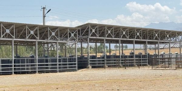 В Раззакове открыли муниципальный скотный рынок площадью 60 тысяч м² изображение публикации