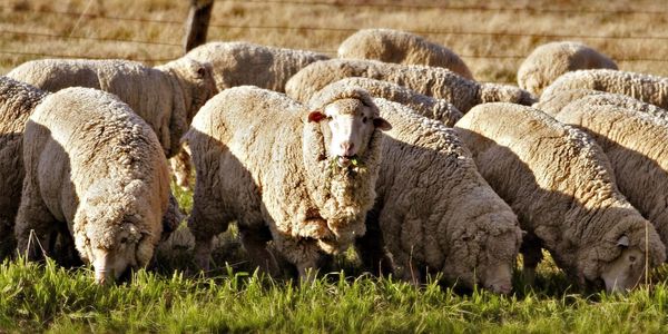 Племзавод «Лушихина» передал 150 ягнят породы меринос заводу «Кочкор» изображение публикации