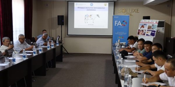 В КР стартовала программа бесплатного обучения по искусственному осеменению КРС изображение публикации