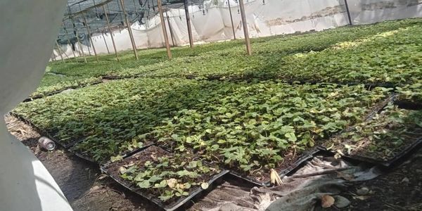 Логистический центр в Джалал-Абаде безвозмездно передаст фермерам 60 тысяч саженцев клубники изображение публикации