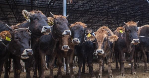 Экспорт скота из Кыргызстана сократился почти вдвое изображение публикации