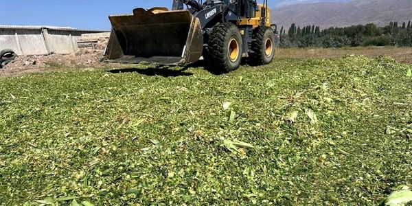 В Таласском районе увеличили посевные площади кормовых культур до 400 га изображение публикации