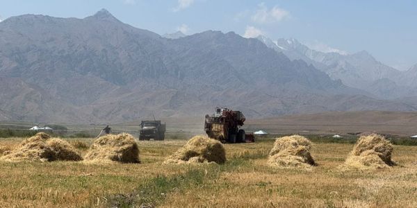 В Чон-Алайском районе идет уборка зерновых – аграриям выделили 70 тысяч литров дизеля изображение публикации