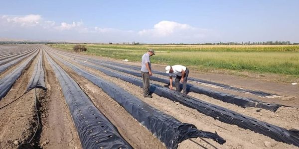 В Джалал-Абадской области высадят 700 тысяч саженцев клубники итальянских сортов изображение публикации