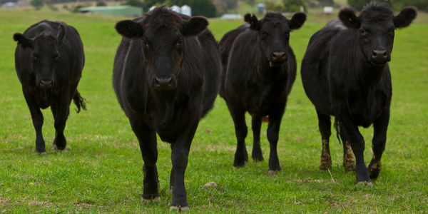 На развитие искусственного осеменения направлено 60 млн сомов – Минсельхоз изображение публикации
