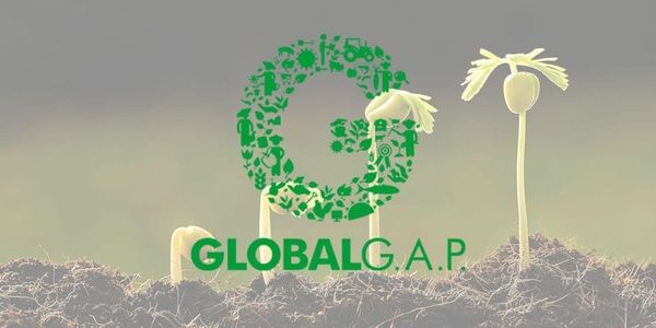 Фермеры КР начали сертифицировать продукцию по международным стандартам GLOBAL G.A.P. изображение публикации