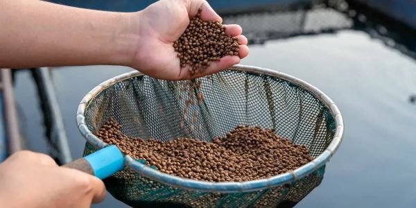 Компания «Радуга Корм» запустила производство рыбного корма изображение публикации