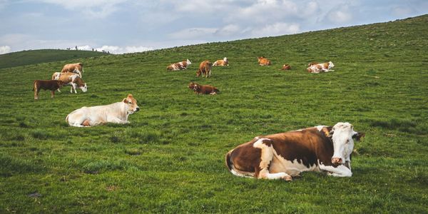 Число фермеров, получивших льготные кредиты по ФСХ-13, приближается к 6 тысячам изображение публикации