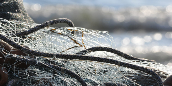 На Иссык-Куле изъято более 8 км браконьерских сетей изображение публикации