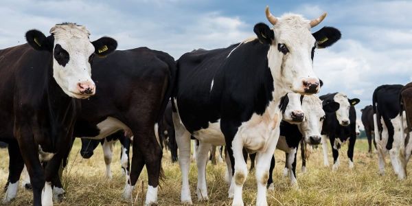 Фермерское хозяйство в Таласе импортирует коров из РФ при поддержке Минсельхоза изображение публикации