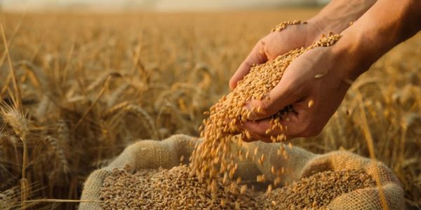 ГП «Кара-Балтинский спиртовой завод» купит продовольственную пшеницу на 107 млн сомов изображение публикации