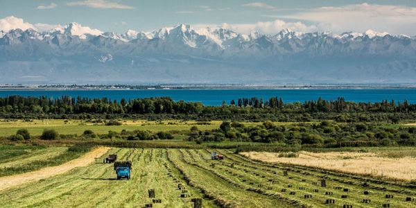 В 2024 году каждый четвертый житель села был занят в сельском хозяйстве — Нацстатком изображение публикации