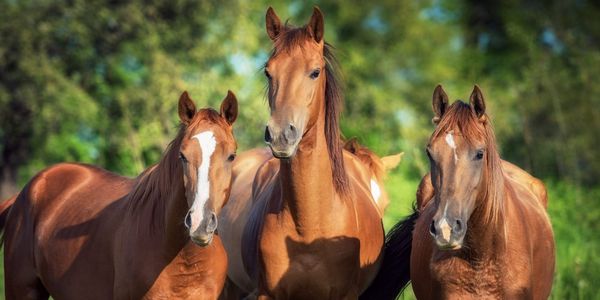 В Кыргызстане запускают государственный холдинг по чистопородному коневодству изображение публикации