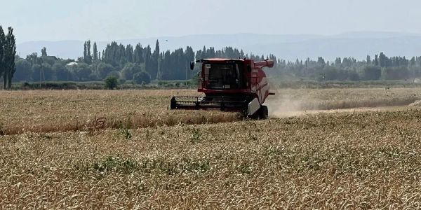 Зерновые, овощи и картофель: как продвигается уборка урожая в Кыргызстане изображение публикации