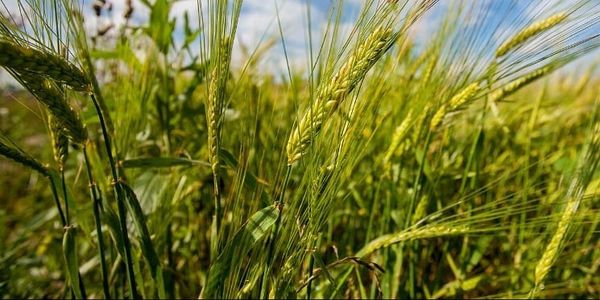 Аграрный сектор Кыргызстана будет ежегодно расти в среднем на 4.1% — прогноз Минфина до 2030 года изображение публикации