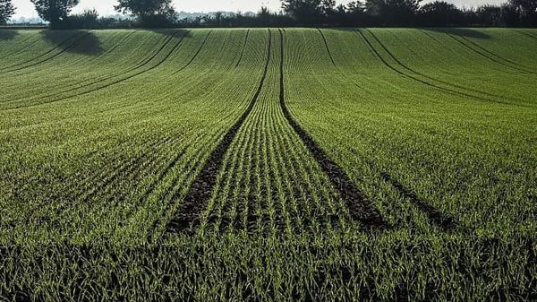 Какие культуры выгоднее сеять осенью — рекомендации Минсельхоза изображение публикации