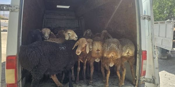 В Баткенской области пресекли попытку контрабанды крупного и мелкого рогатого скота изображение публикации