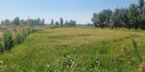 В Джалал-Абадской области государству вернули 3.1 га незаконно арендованных земель изображение публикации