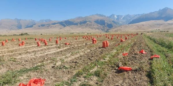 Фермеры Ат-Башинского района продолжают сбор урожая картофеля изображение публикации