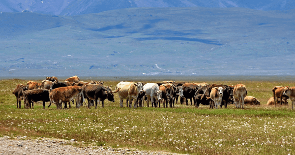 Более 7.2 тысячи фермеров КР получили 913 млн сомов льготных кредитов для поддержки молочного сектора изображение публикации