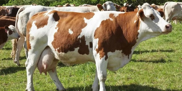 Животноводы КР могут получить кредит до 5 лет под 3%, напоминает Минсельхоз изображение публикации