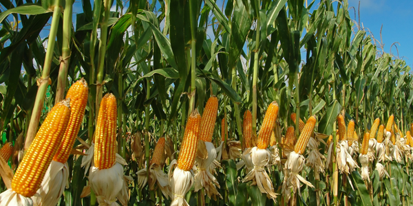 В Ак-Талинском районе расширяют посевы кукурузы: эксперимент признан удачным изображение публикации