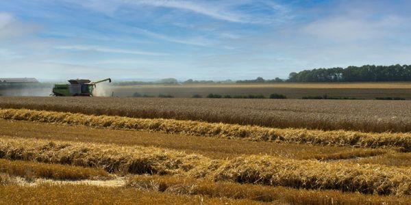 В Кыргызстане собрано более 1 миллиона тонн зерновых культур изображение публикации