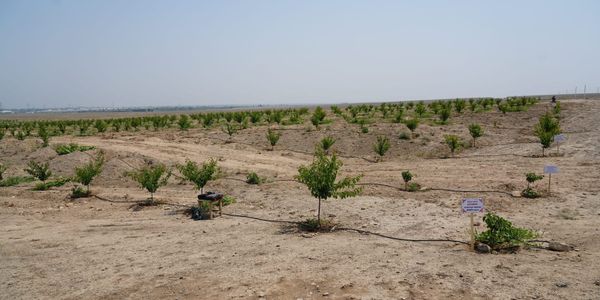 Минсельхоз готов помочь фермерам освоить малоплодородные земли под сады изображение публикации