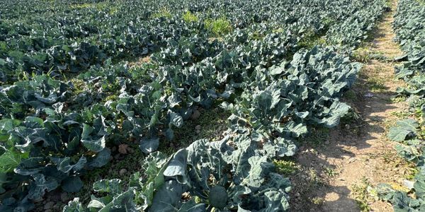 В Московском районе открыт демонстрационный участок по выращиванию брокколи и цветной капусты изображение публикации