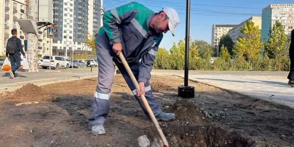 Бишкек готовится к высадке 10 тысяч деревьев и кустарников изображение публикации