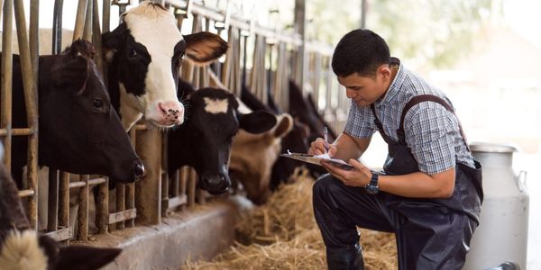 Кабмин перенес сроки проведения учета сельского хозяйства на 2026 год изображение публикации