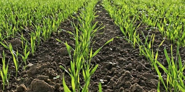 Минсельхоз призывает фермеров Кыргызстана активнее сеять озимую пшеницу изображение публикации