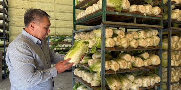 Кимчи, кактуги, танмучи: «Айджен Компани» возобновит производство корейских салатов в КР