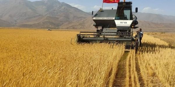 В Кыргызстане выросла урожайность зерновых и овощей — Минсельхоз изображение публикации